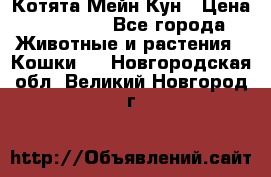 Котята Мейн Кун › Цена ­ 15 000 - Все города Животные и растения » Кошки   . Новгородская обл.,Великий Новгород г.